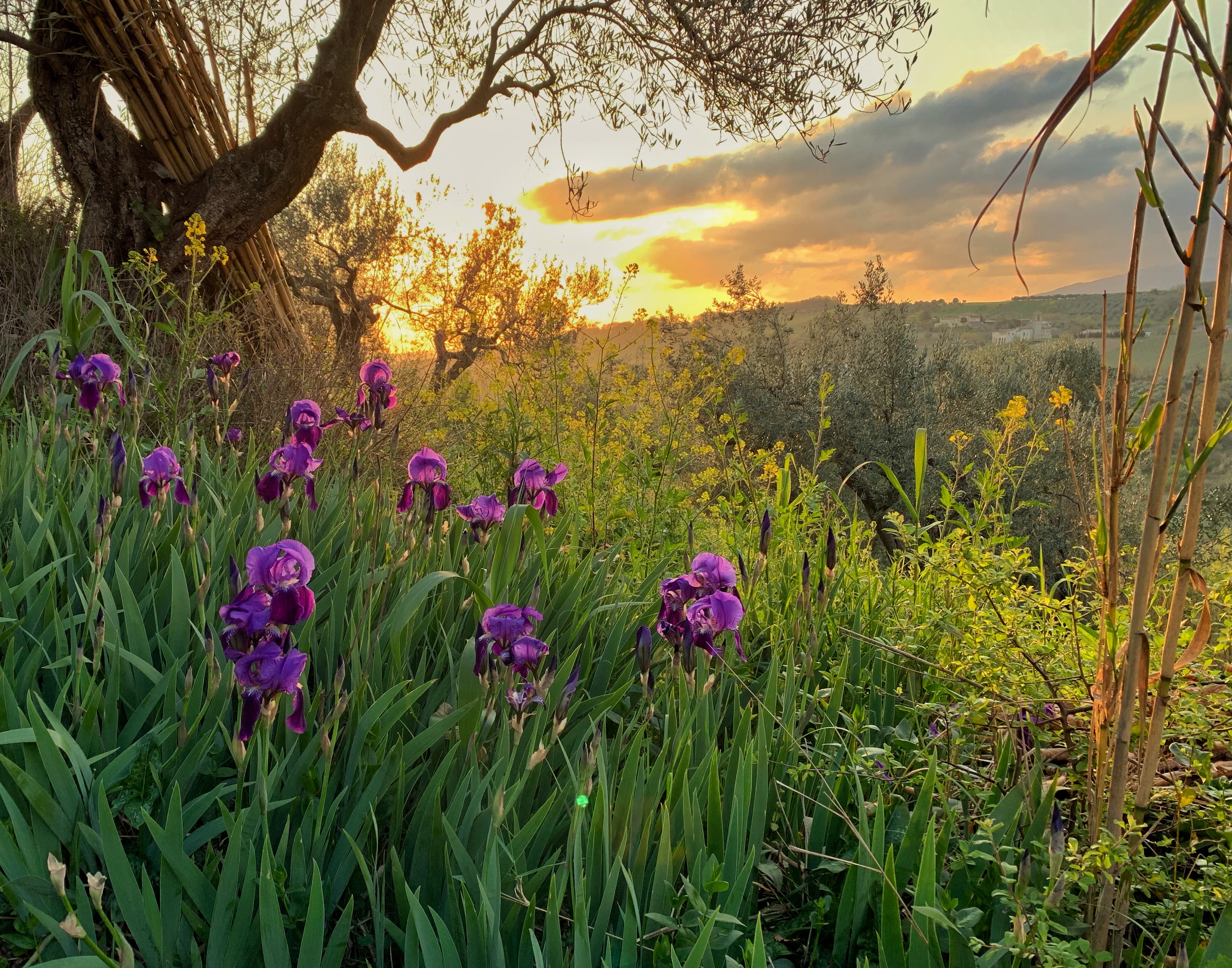 Irises-at-dawn